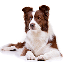 Voor volwassen honden